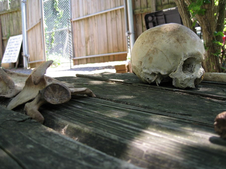 ฟาร์มศพ