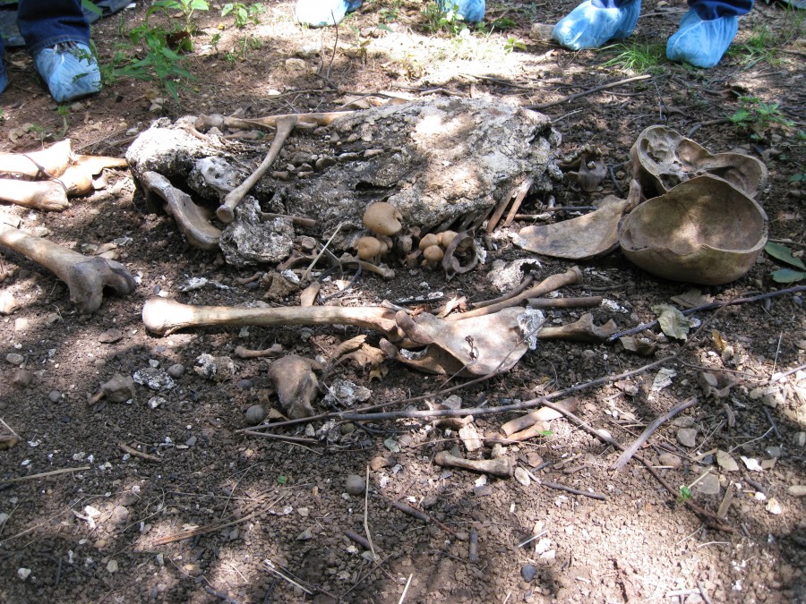 ฟาร์มศพ