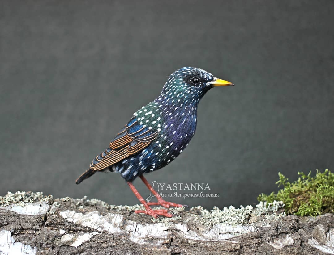 ตุ๊กคาใยขนแกะ