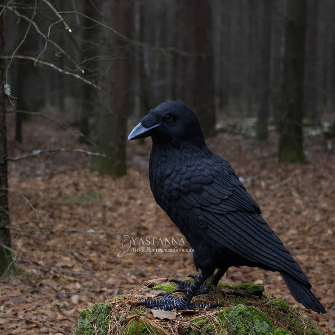 ตุ๊กคาใยขนแกะ