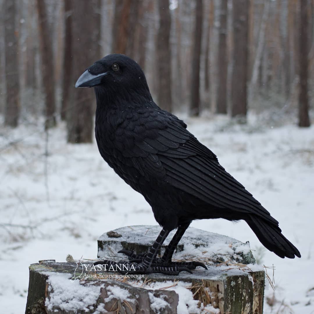 ตุ๊กคาใยขนแกะ