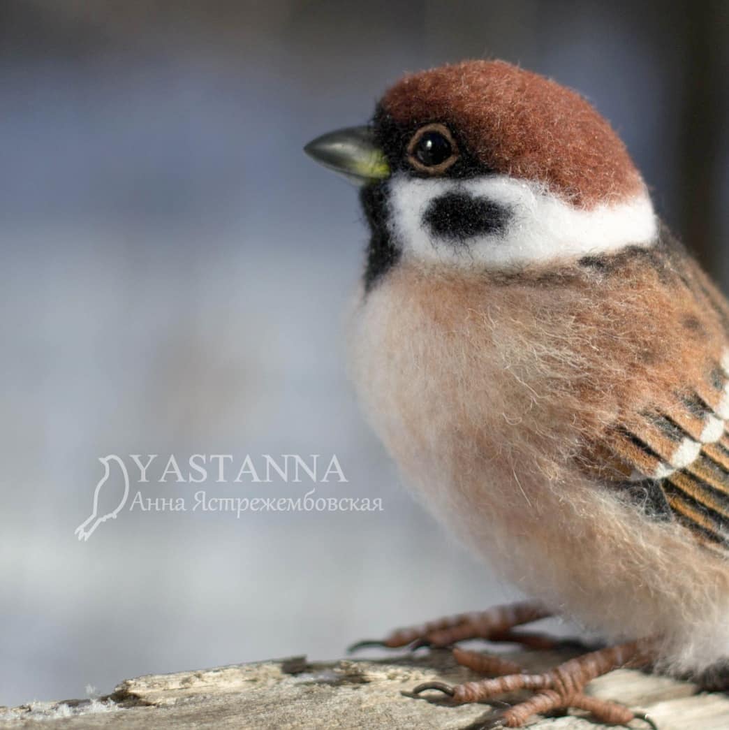 ตุ๊กคาใยขนแกะ