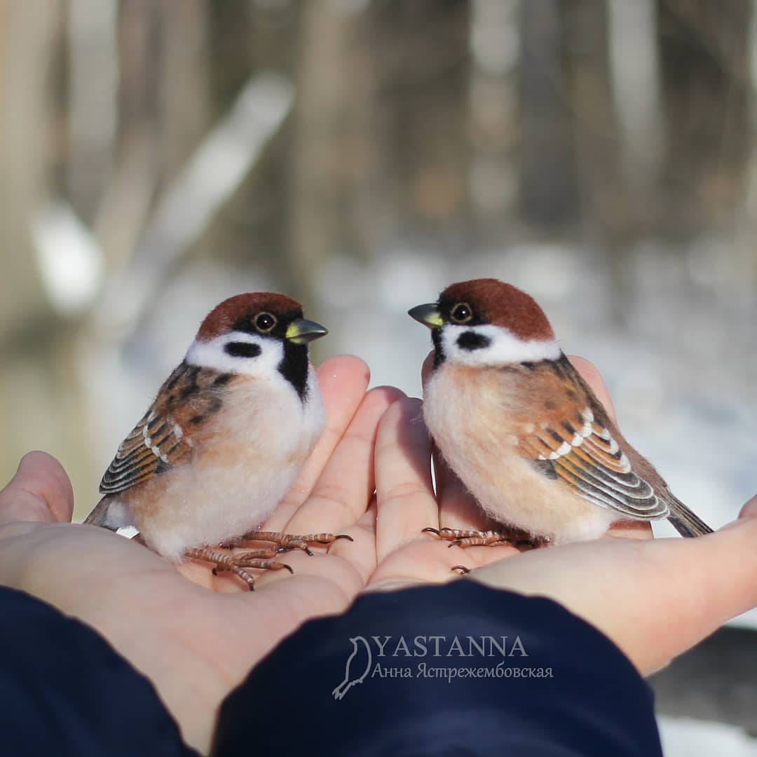 ตุ๊กคาใยขนแกะ