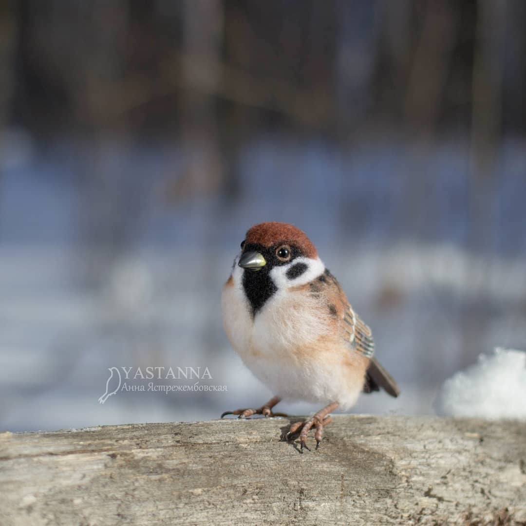 ตุ๊กคาใยขนแกะ