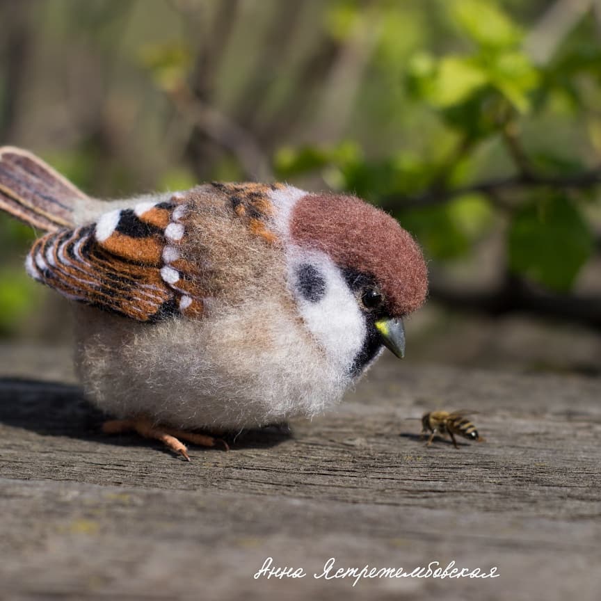 ตุ๊กคาใยขนแกะ