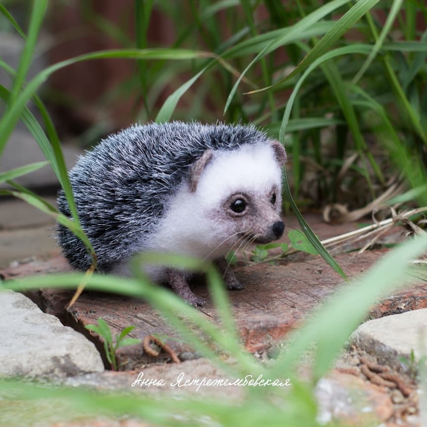 ตุ๊กคาใยขนแกะ