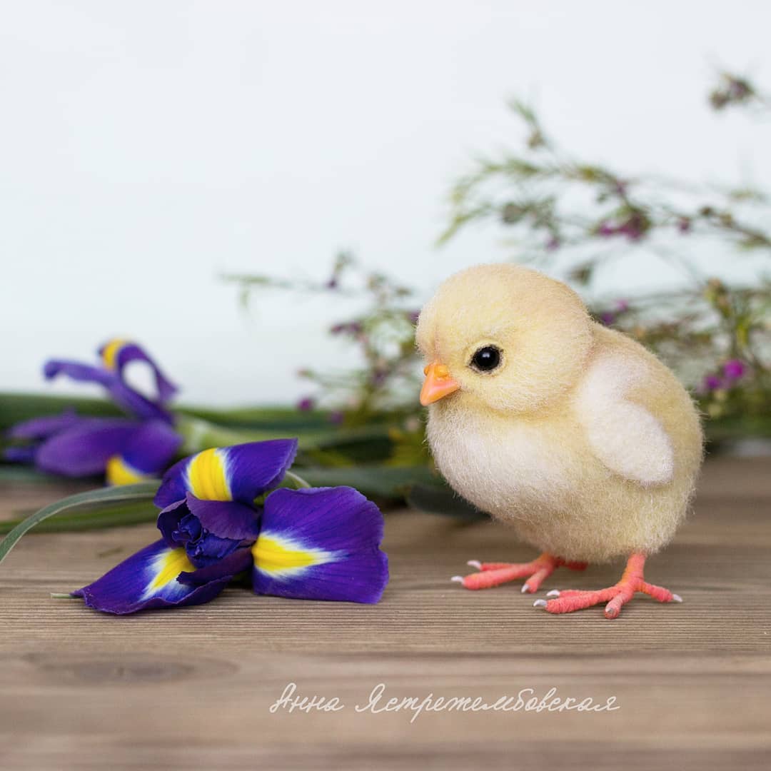 ตุ๊กคาใยขนแกะ