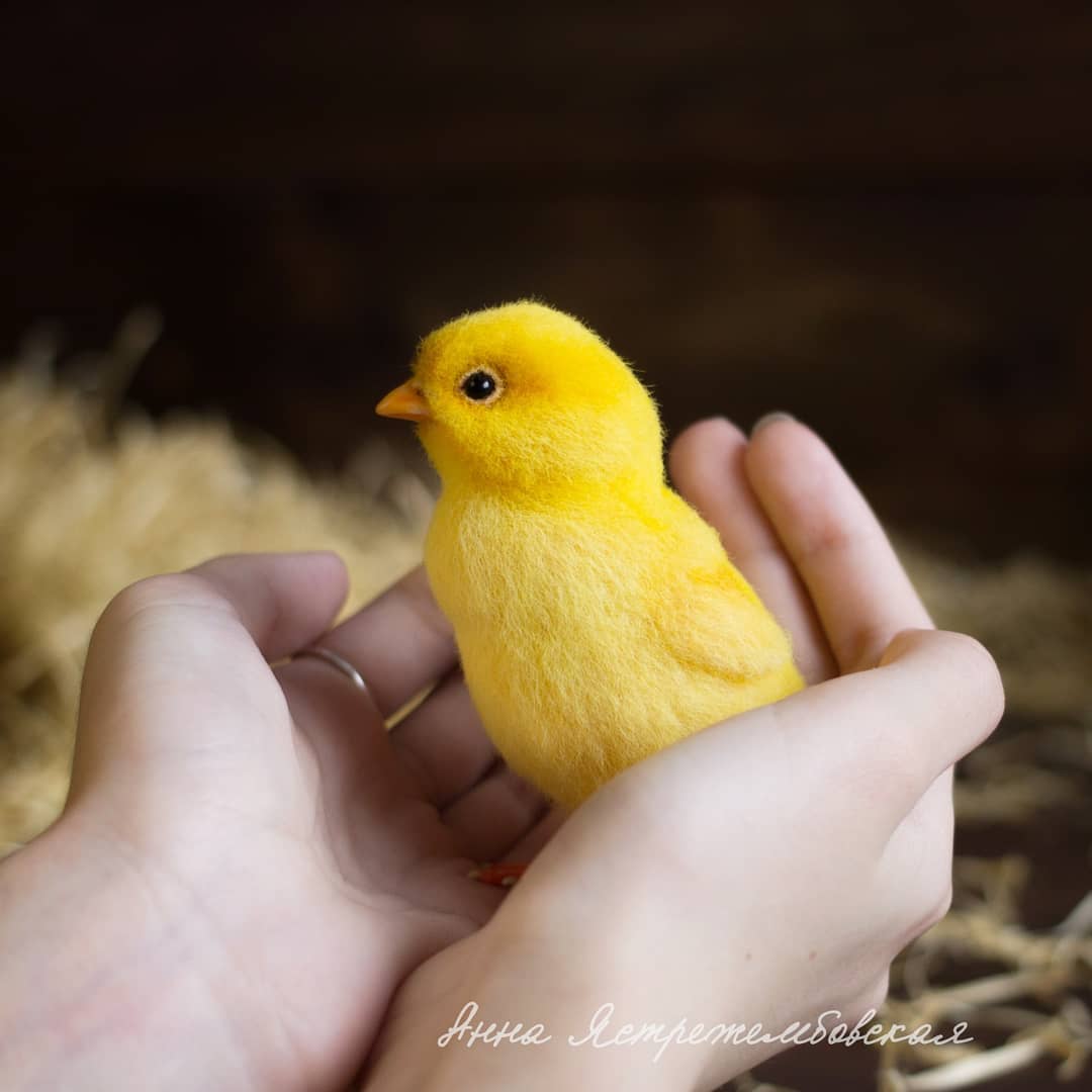 ตุ๊กคาใยขนแกะ