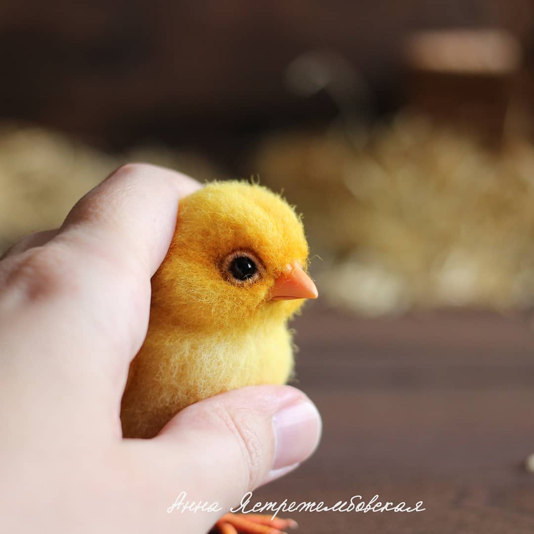 ตุ๊กคาใยขนแกะ