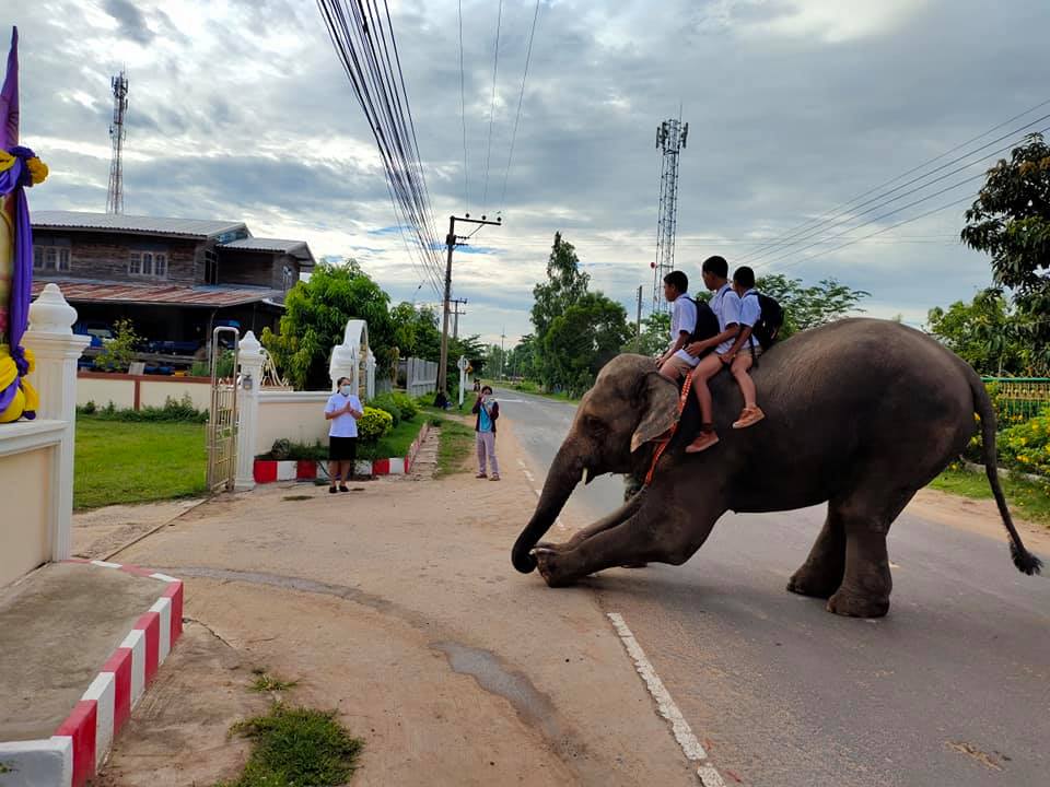 ขี่ช้างไปโรงเรียน