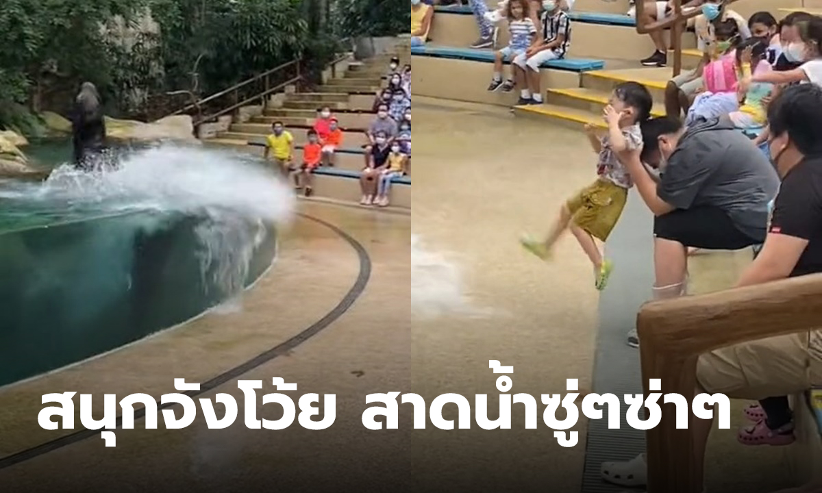 โชว์สิงโตทะเล