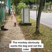 ลิงแย่งกระเป๋า