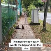ลิงแย่งกระเป๋า