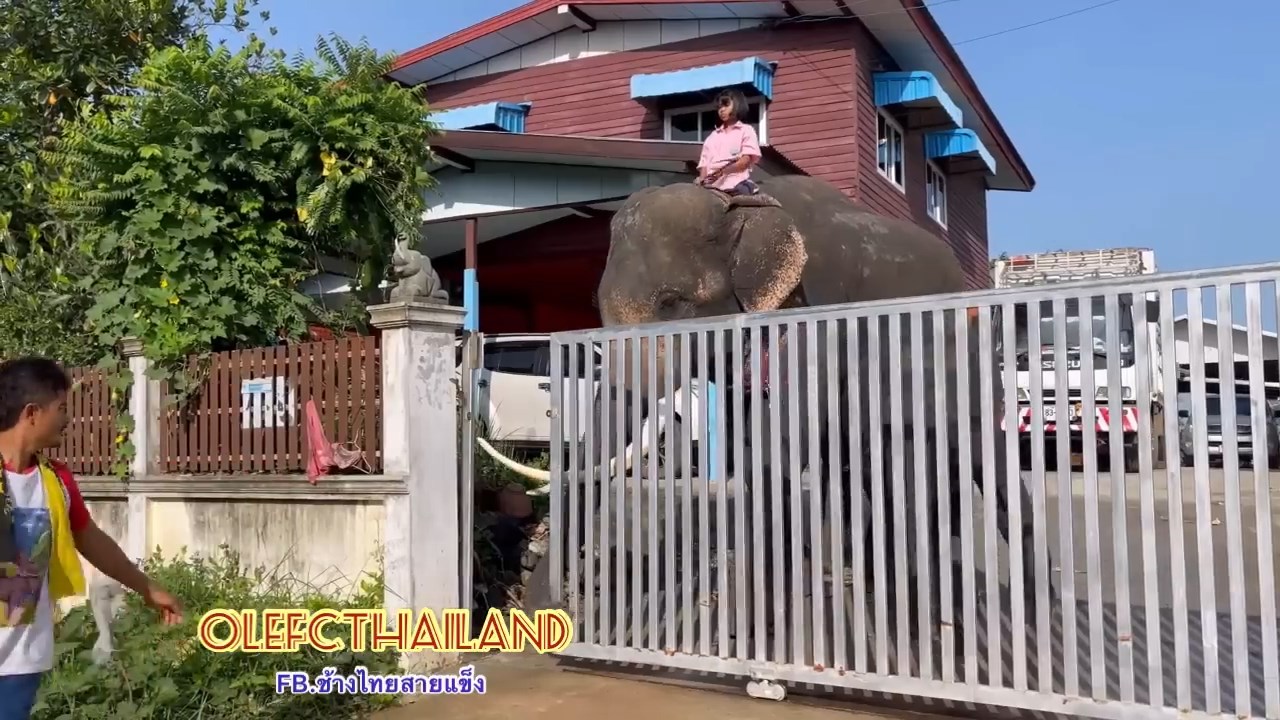 น้องปูเป้ ควาญช้างตัวน้อย