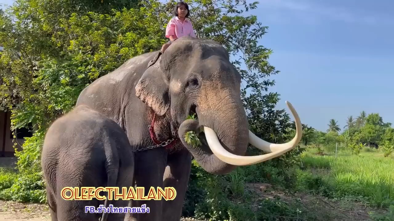 น้องปูเป้ ควาญช้างตัวน้อย
