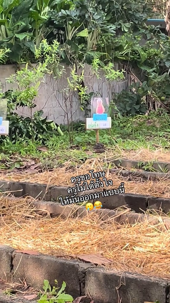 แปลงผักนักเรียน