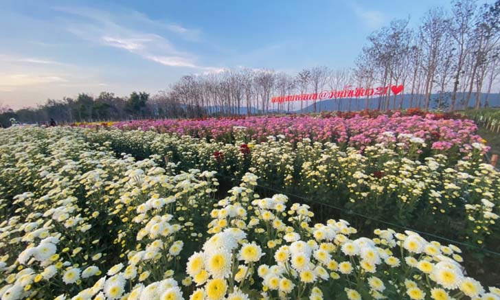 ภาพดอกเบญจมาศวังน้ำเขียว บานสะพรั่งรับเทศกาลวาเลนไทน์ 2023