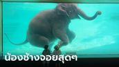 โชว์ช้างว่ายน้ำสวนสัตว์เขาเขียว เจอดราม่าสงสารช้าง ชาวเน็ตช็อตฟีล สงสารควาญเถอะ!