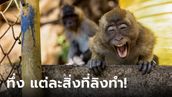 นักวิจัยยังทึ่ง พฤติกรรม "ลิง" หยอกเอินได้เหมือน "มนุษย์" โยงวิวัฒนาการกว่า 13 ล้านปี