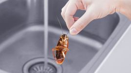 วิธีกำจัดแมลงสาบในอ่างล้างจาน และท่อระบายน้ำ