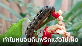 ทำไมหนอนกินพริกแล้วไม่รู้สึกเผ็ด กินทั้งเม็ดแบบนี้รู้สึกเผ็ดบ้างมั้ย?