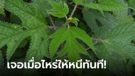 หนุ่มสัมผัส "ใบไม้ปริศนา" คันมาก ชาวเน็ตเฉลย ต้นนี้แหละทำทหารพม่าตายเพียบมาแล้ว!