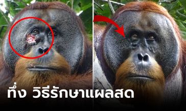 ภาพครั้งแรกของโลก! รู้วิธีมนุษย์ยังว้าว "ลิงอุรังอุตัง" ใช้สมุนไพรรักษาตัวเอง แผลปิดใน 5 วัน