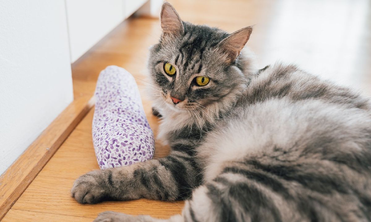 วิธีกำจัดกลิ่นแมวในบ้านให้ได้ผลถาวร แขกมาเยี่ยมไม่ทำจมูกย่น