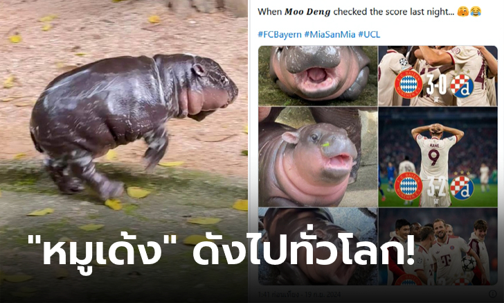 เกินควบคุมแล้ว! "หมูเด้งฟีเวอร์" ทีมกีฬาดังระดับโลกแห่หยิบไปทำมีม