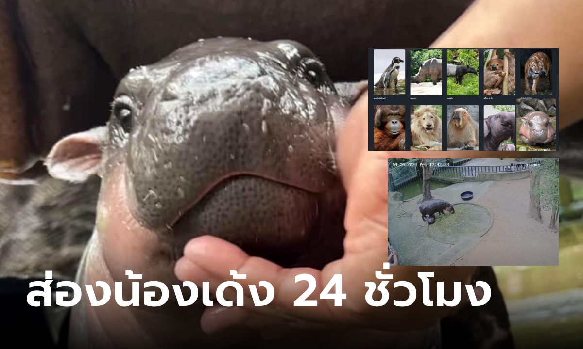 ไลฟ์สดหมูเด้ง! เปิดกล้องส่องน้องและผองเพื่อนเพลิน ๆ 24 ชั่วโมง