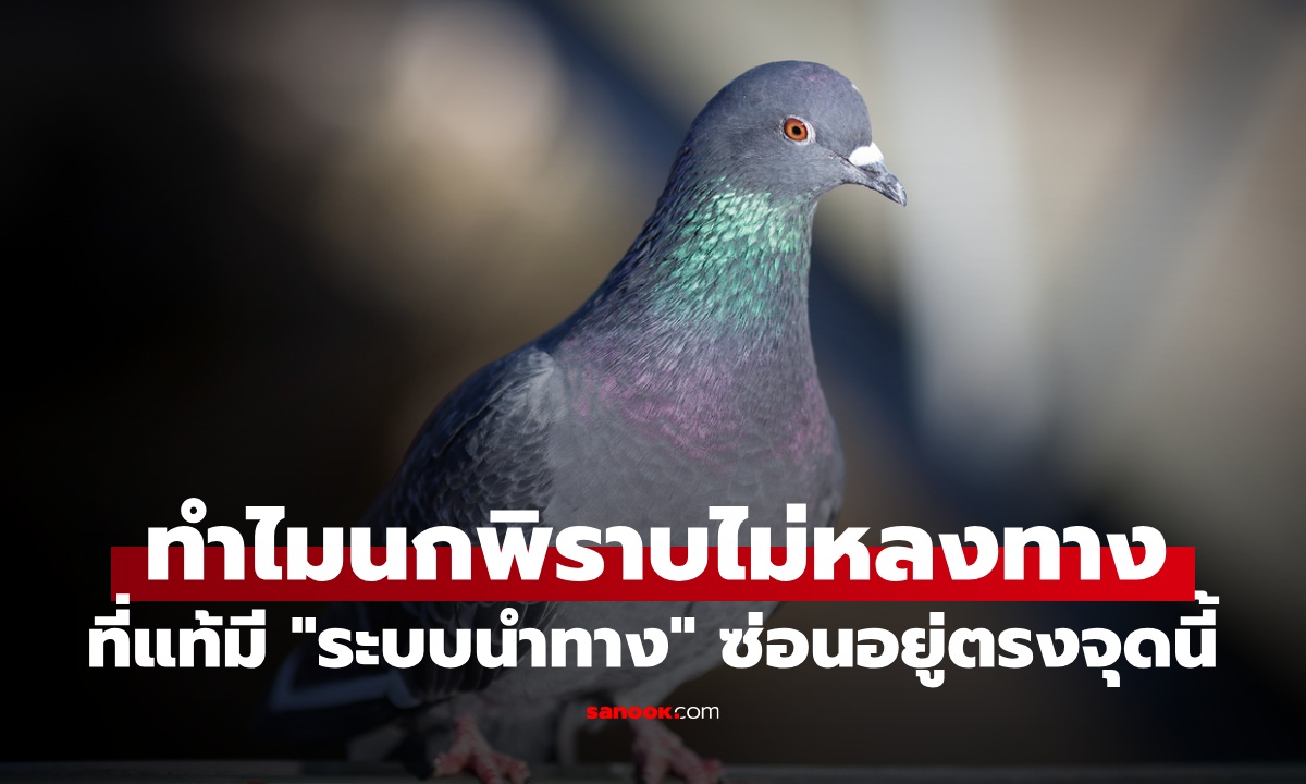 ทำไมนกพิราบถึงไม่หลงทาง? ที่แท้มี "ระบบนำทาง" ซ่อนอยู่ตรงอวัยวะนี้