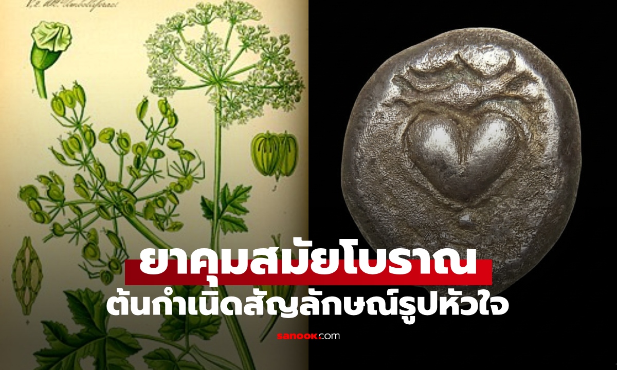 พืชที่เป็น "ยาคุม" สมัยโบราณ สูญพันธุ์เพราะคนเซ็กซ์จัด ต้นกำเนิดสัญลักษณ์รูปหัวใจ