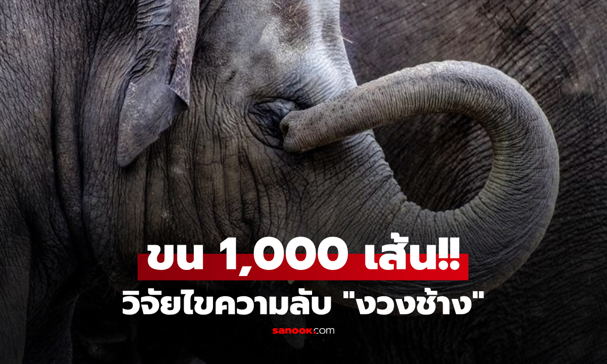 ความลับช้าง! นักวิทย์เฉลยแล้ว "หนวดบนงวง" คือสุดยอดเรดาร์ กลวงแต่แกร่งกว่าพลาสติก