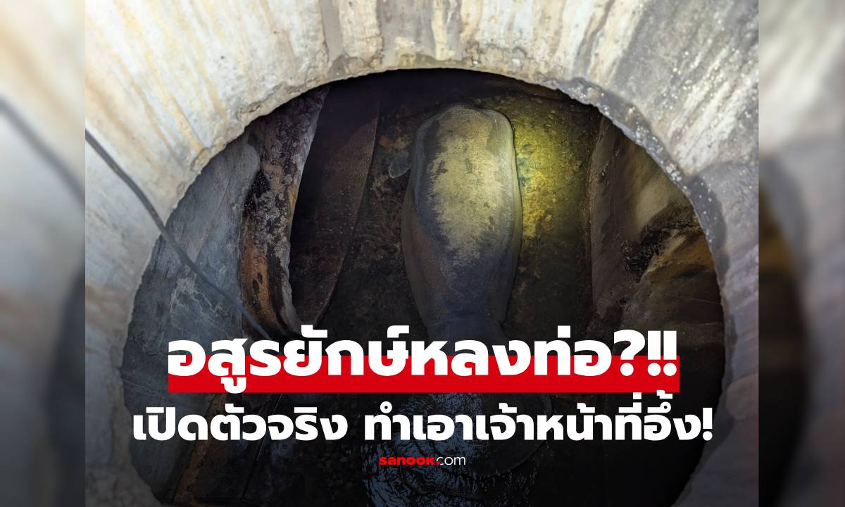 "อสูรกาย 186 กก." ติดท่อระบายน้ำ! ระดมพลช่วยวุ่น ที่แท้คือ "นางเงือก" ในตำนาน?