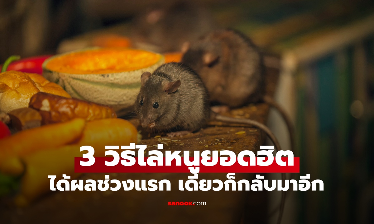 ไล่หนู 3 วิธียอดนิยม เหมือนจะได้ผลดี ผู้เชี่ยวชาญบอกตรงๆ เดี๋ยวมันก็กลับมาอีก