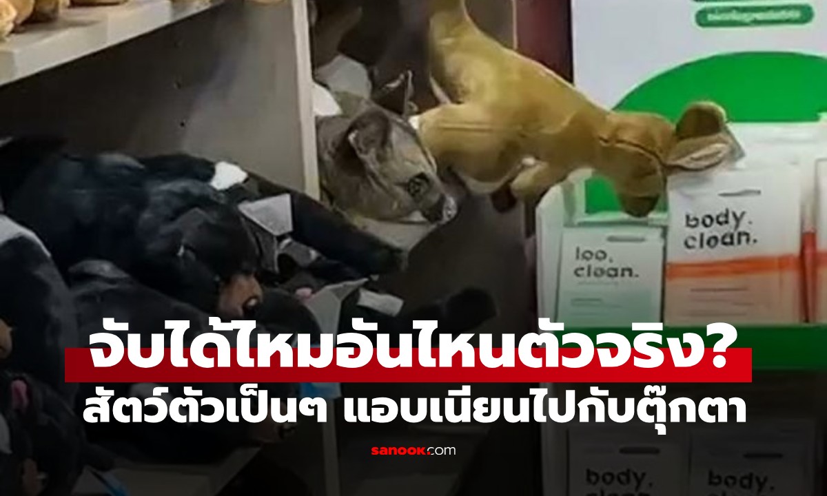 จับได้ไหมอันไหนตัวจริง? ชั้นวางตุ๊กตาที่ระลึก มีสัตว์ตัวเป็นๆ เนียนอยู่ด้วย (มีคลิป)