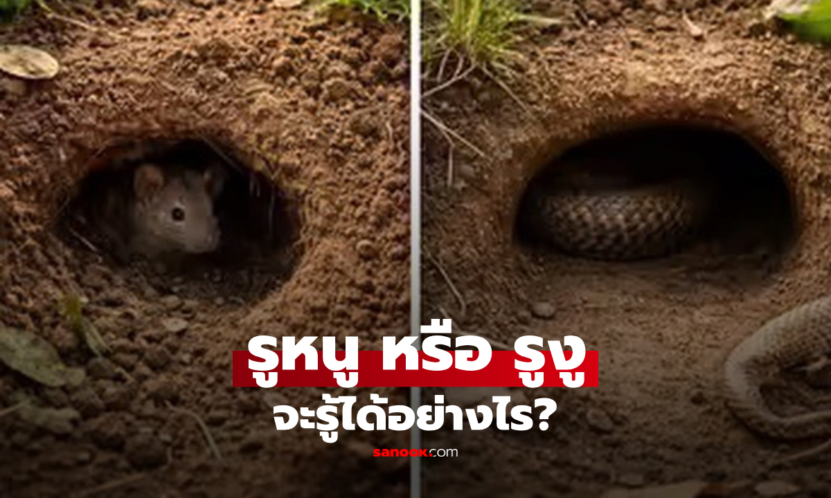 รูหนู vs รูงู แตกต่างกันอย่างไร? เช็กให้ชัวร์ด้วย 3 จุดสังเกตง่ายๆ ที่หลายคนมักดูผิด