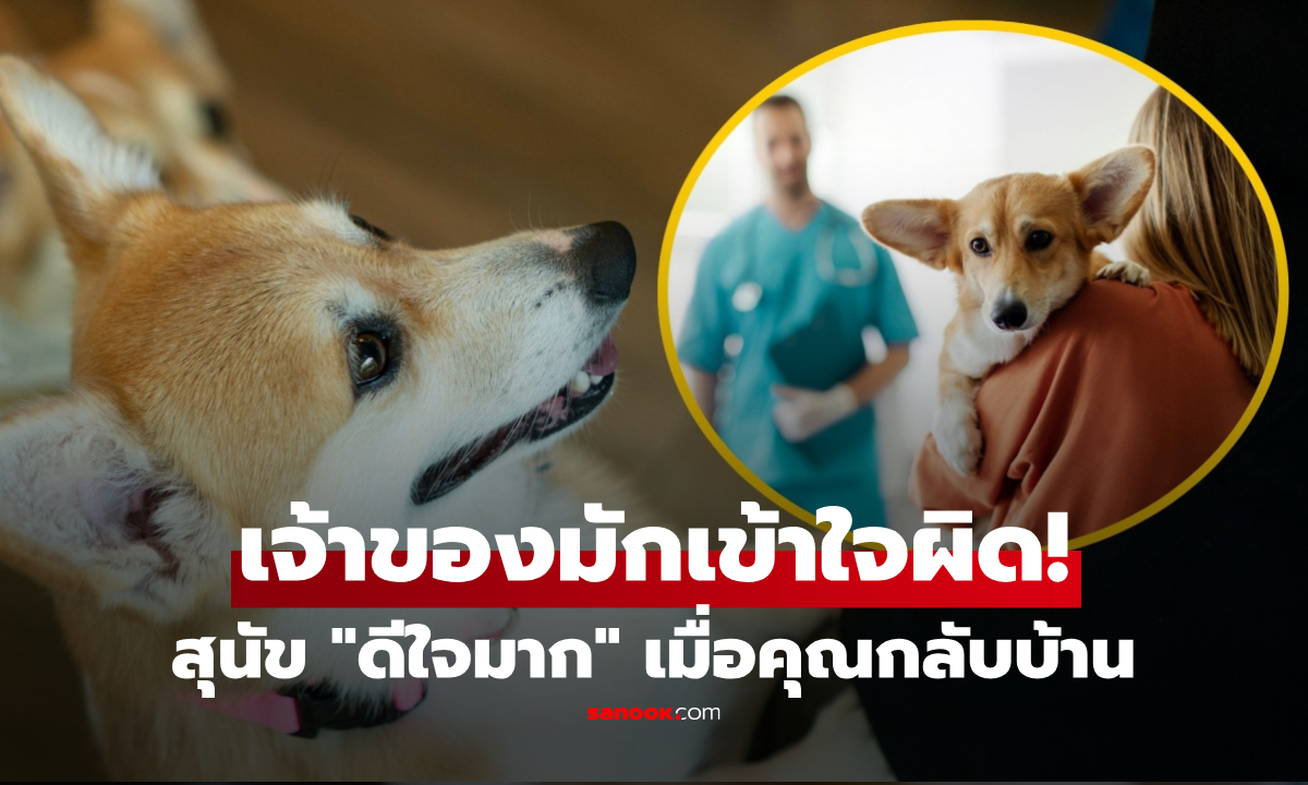 สุนัขดีใจมากเมื่อคุณกลับบ้าน? สัตวแพทย์เตือน "มันอาจไม่ได้มีความสุข" เจ้าของมักเข้าใจผิด