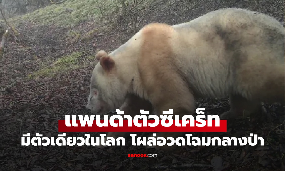 แพนด้ารุ่นซีเคร็ท "ตัวเดียวในโลก" ขนสีขาว-ตาสีแดง โตเป็นหนุ่มอวดโฉมกลางป่าลึก