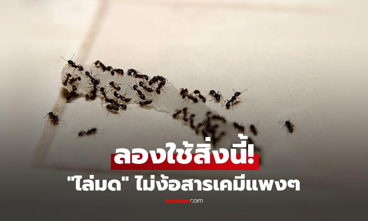 สูตรลับดับอนาถมด! เลิกใช้สารเคมีแพงๆ ลองไล่ด้วย "อาหารคน" ตามทริคบ้านๆ ดูสิ