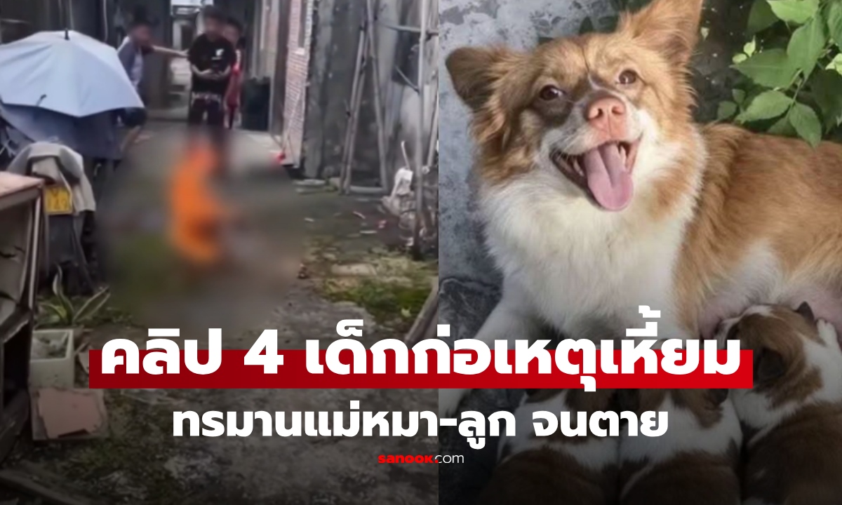 แก๊ง 4 เด็กเหี้ยม รุมทำร้ายแม่หมา-ลูกจนตาย ยิ่งจุดชนวนเดือด หลังรู้บทสรุปคดี