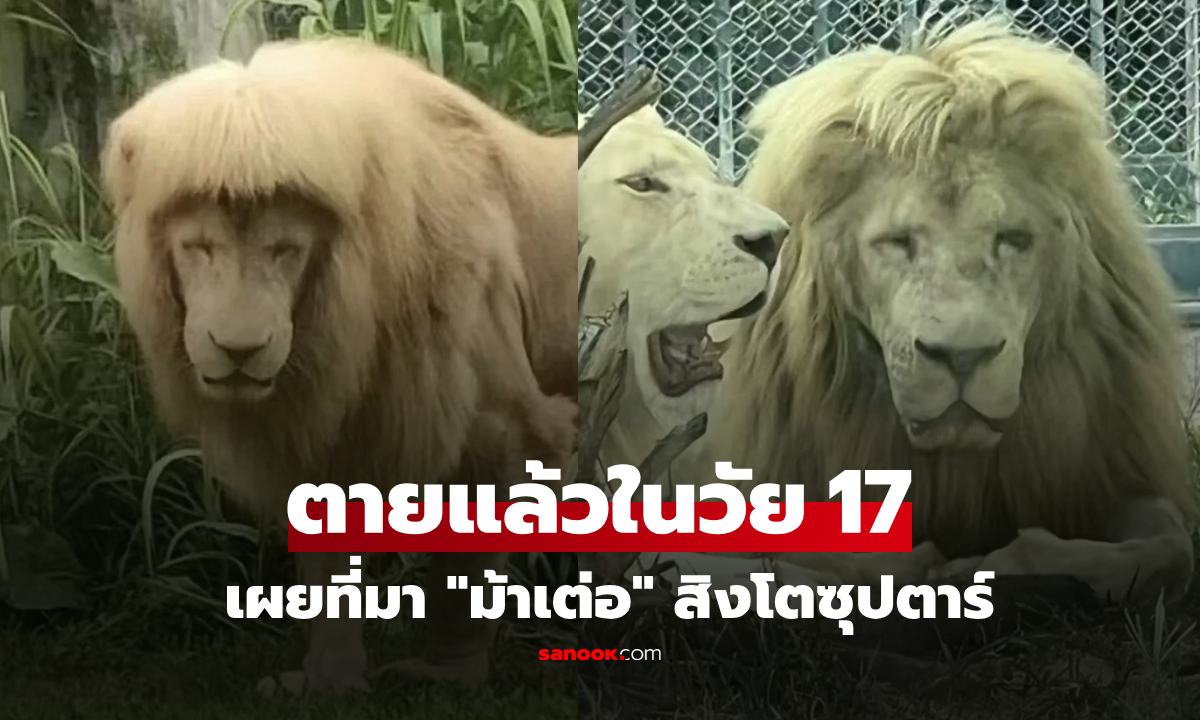 กลับดาวสิงโต! "อาหัง" ซุปตาร์ผมม้าเต่อ ตายแล้วในวัย 17 จ่อสร้างรูปปั้นทองแดงรำลึก