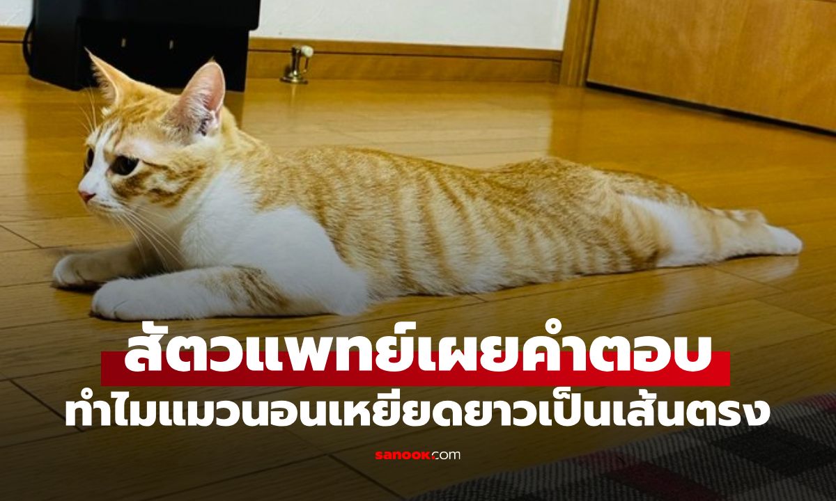 แมวนอนเหยียดยาวเป็นเส้นตรง หมายความว่าอะไร? สัตวแพทย์เฉลยความหมาย