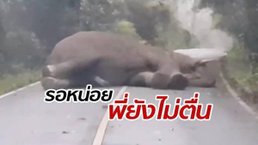 รอหน่อยพี่นอนอยู่ "เจ้างาทอง" ช้างป่านอนเคลิ้มขวางถนนขึ้นเขาเขียว