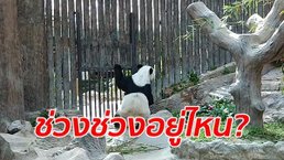 สุดเศร้า "หลินฮุ่ย" เกาะกรงมองหา "ช่วงช่วง" ด้านผู้เชี่ยวชาญจีนถึงไทยคืนนี้