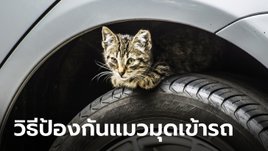 วิธีป้องกัน “แมว” ไม่ให้มุดเข้าไปในห้องเครื่องยนต์