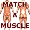 เกมส์จับคู่ Match-A-Muscle
