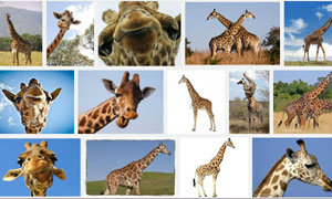 เกม The Great Giraffe Challenge เล่นแพ้โดนเปลี่ยนรูปยีราฟ