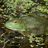 Bullfrog Jigsaw