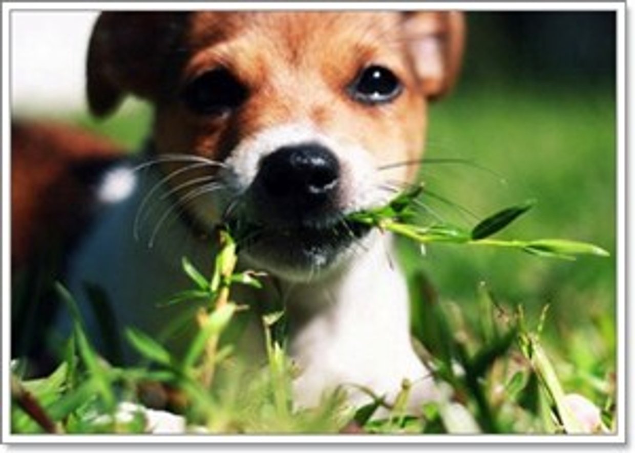 สุนัขกินหญ้าเพราะอะไร (คืออะไร หมายถึง ความหมาย) - Sanook! พีเดีย